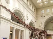 Colossal Ancestor: Record Size of a Giant Dinosaur