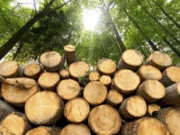 Wood theft scheme: organized crime group exposed in Vinnytsia region
