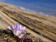 Rare Blooming Marvel — Colchicum Ancyrense — in Tiligulsky nature reserve