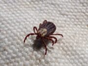 Take care of yourself: Protection against Tick Bites in Unsettled Spring Weather