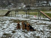Dog training area set up in Green Grove urban park