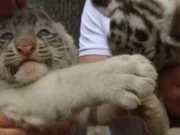 Two White Tiger Cubs Born at Feldman Ecopark