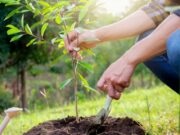 Green initiative: Lviv region planted 180,000 trees
